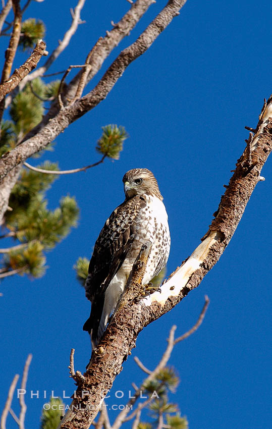 Unidentified raptor bird perched in a pine tree, High Sierra near Tioga Pass. Yosemite National Park, California, USA, natural history stock photograph, photo id 09985