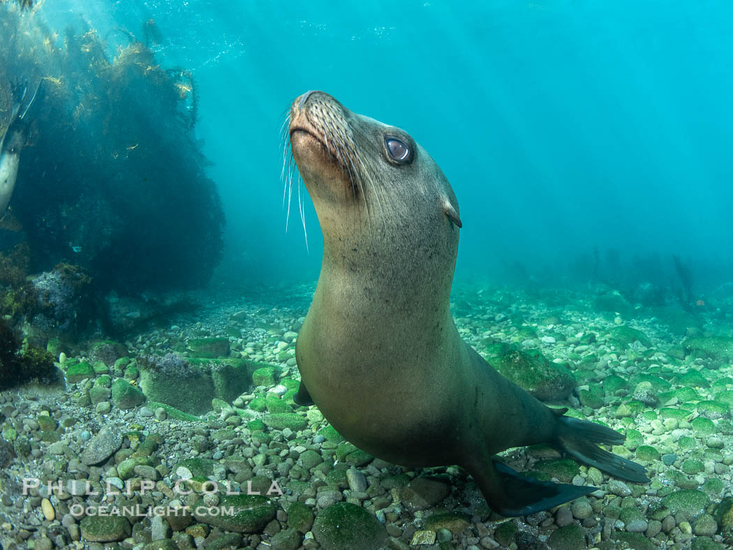 Young Adult Male California Sea Lion Underwater, his sagittal crest (bump on his head) is starting to be visible., Zalophus californianus, natural history stock photograph, photo id 39966