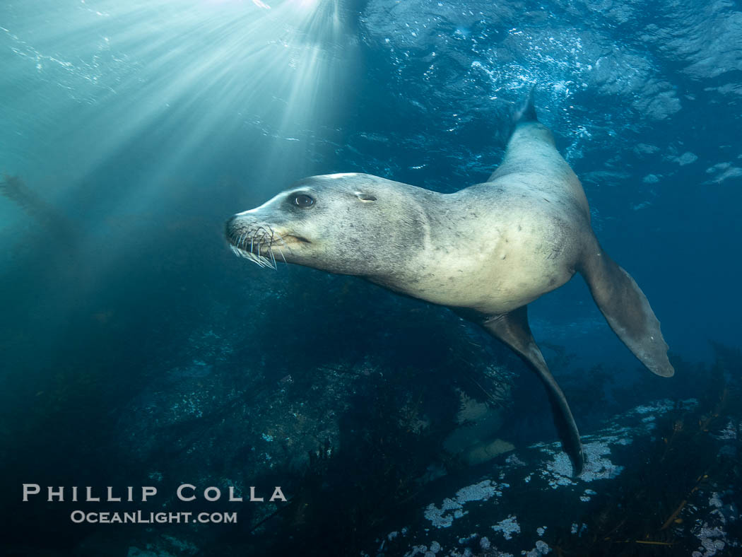 Young Adult Male California Sea Lion Underwater, his sagittal crest (bump on his head) is starting to be visible. In another year or two he will be large enough to challenge for his own harem and begin mating with females, Zalophus californianus, Coronado Islands (Islas Coronado)