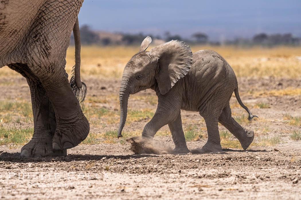 Young African Elephant, Amboseli National Park. Kenya, Loxodonta africana, natural history stock photograph, photo id 39562