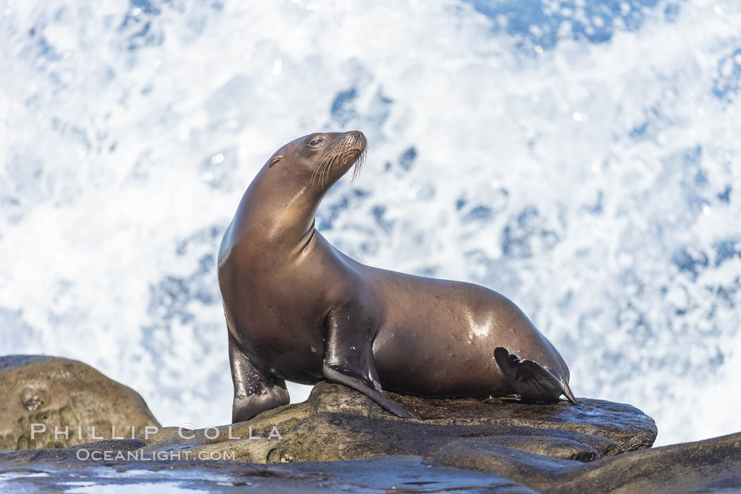 Young California sea lion and breaking wave, La Jolla, Zalophus californianus