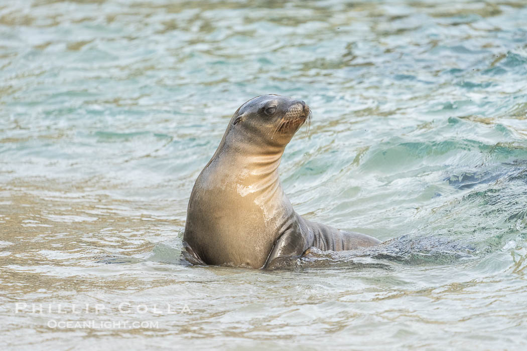 Young California Sea Lion at the Beach at La Jolla Cove, San Diego. USA, Zalophus californianus, natural history stock photograph, photo id 39851