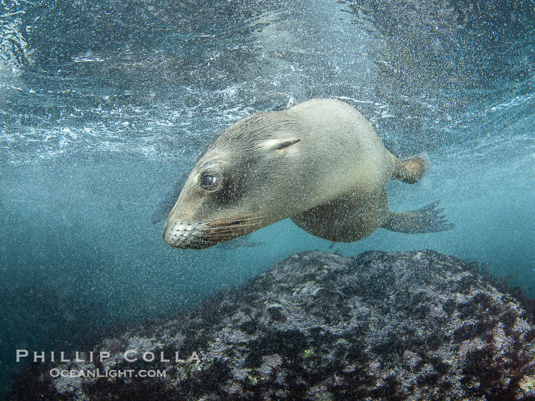 Young California Sea Lion at the Coronado Islands, Mexico, underwater., Zalophus californianus, natural history stock photograph, photo id 38618