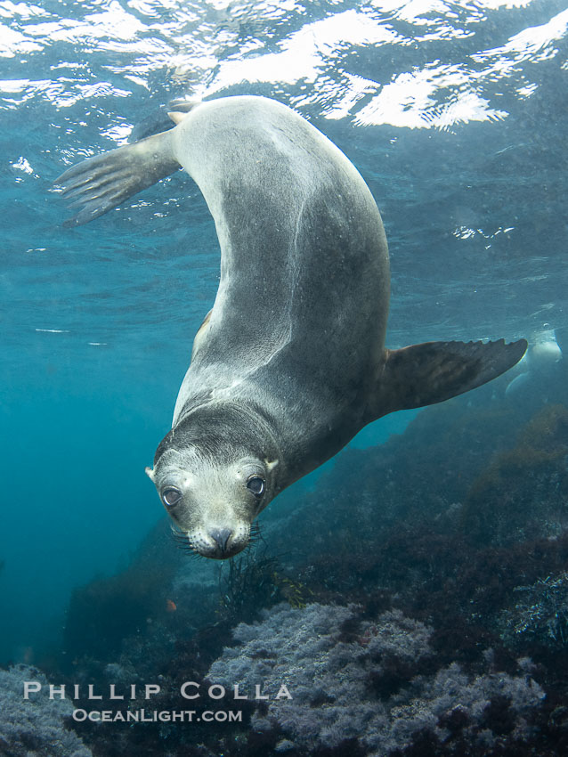 Interesting fur pattern on back of young California sea lion, at the Coronado Islands, Mexico, underwater, Zalophus californianus, Coronado Islands (Islas Coronado) Interesting fur pattern on back of young California sea lion, at the Coronado Islands, Mexico, underwater, Zalophus californianus, Coronado Islands (Islas Coronado)