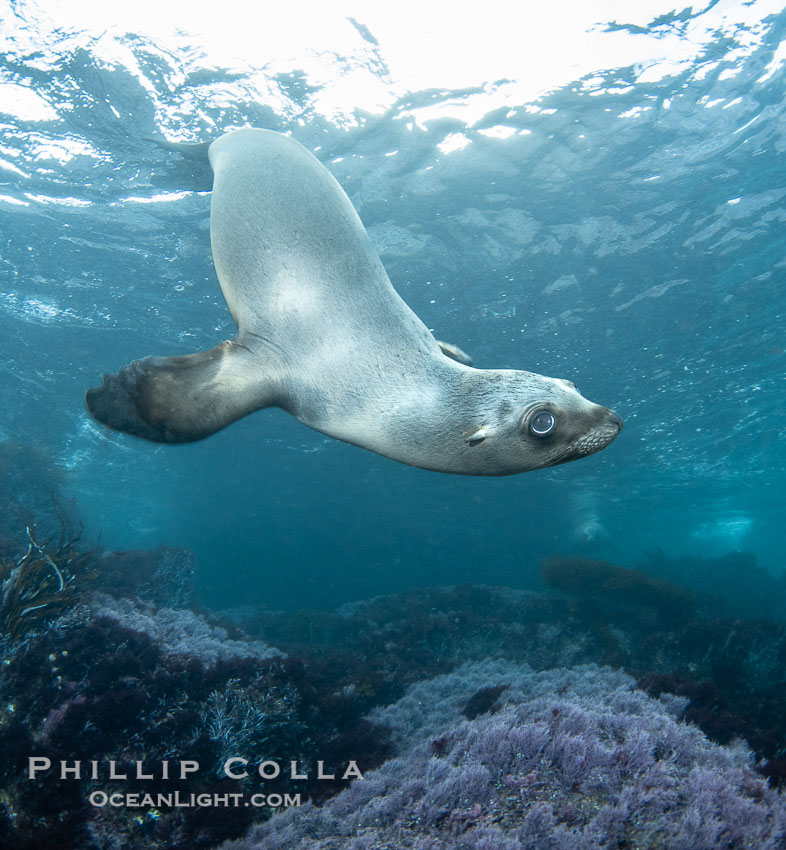 Young California Sea Lion at the Coronado Islands, Mexico, underwater., Zalophus californianus, natural history stock photograph, photo id 38624