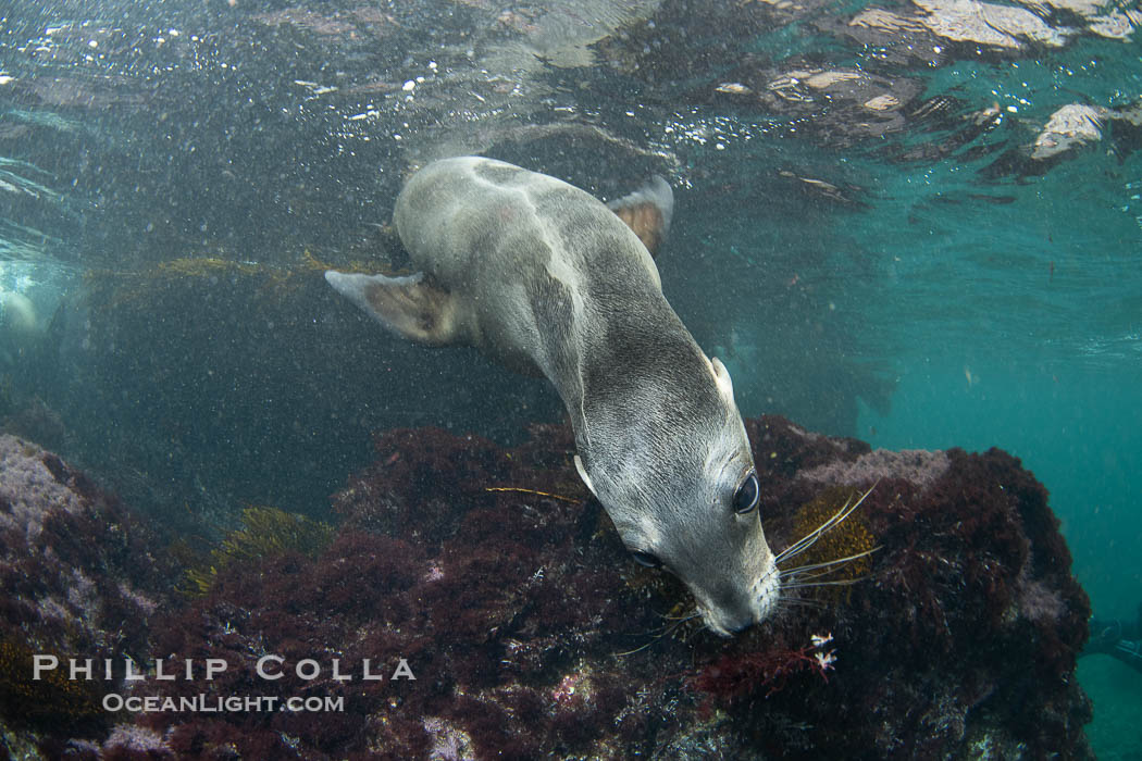 Interesting fur pattern on back of young California sea lion, at the Coronado Islands, Mexico, underwater, Zalophus californianus, Coronado Islands (Islas Coronado)