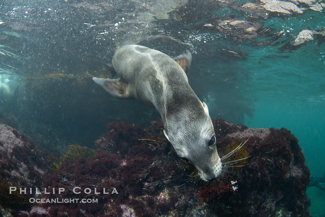 Interesting fur pattern on back of young California sea lion, at the Coronado Islands, Mexico, underwater, Zalophus californianus, Coronado Islands (Islas Coronado) Interesting fur pattern on back of young California sea lion, at the Coronado Islands, Mexico, underwater, Zalophus californianus, Coronado Islands (Islas Coronado)