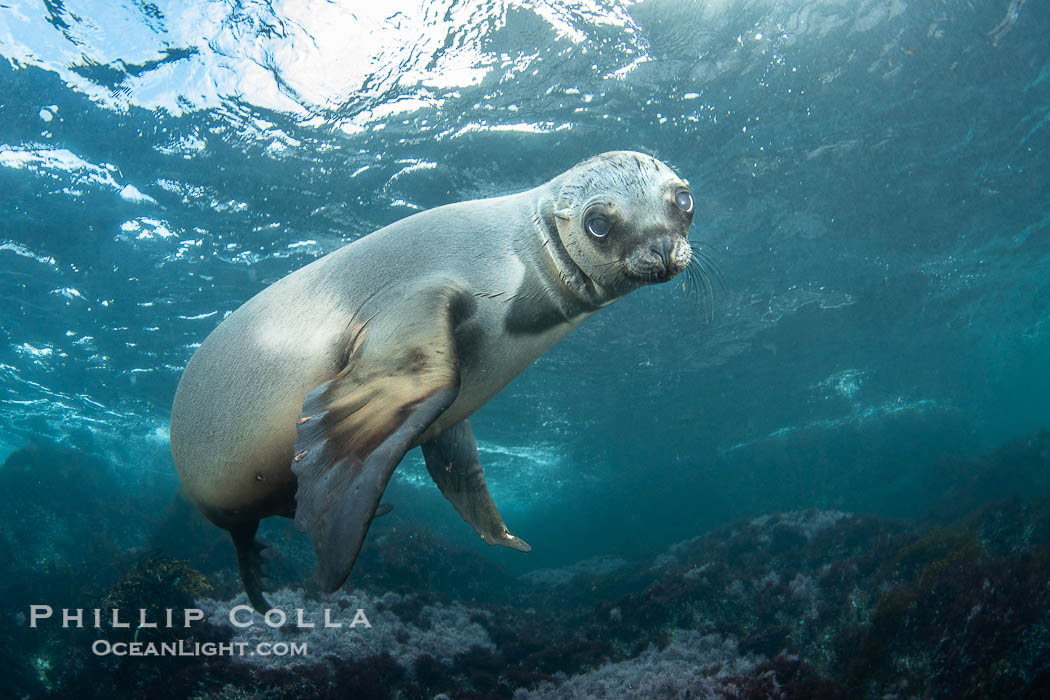 Young California Sea Lion at the Coronado Islands, Mexico, underwater., Zalophus californianus, natural history stock photograph, photo id 38623