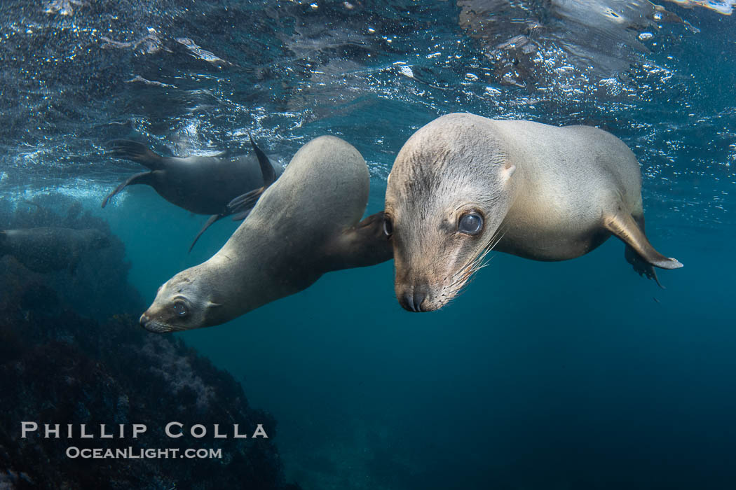 Young California Sea Lion at the Coronado Islands, Mexico, underwater., Zalophus californianus, natural history stock photograph, photo id 38621
