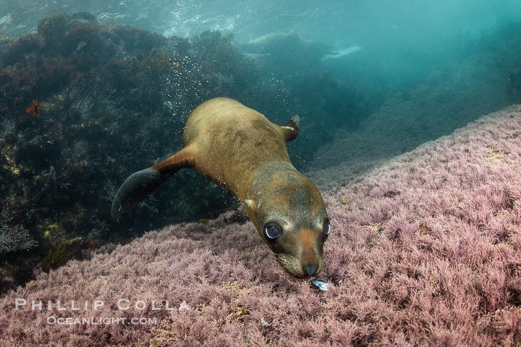Young California Sea Lion Discovers a Seashell, Coronado Islands, Baja California, Mexico., Zalophus californianus, natural history stock photograph, photo id 36536