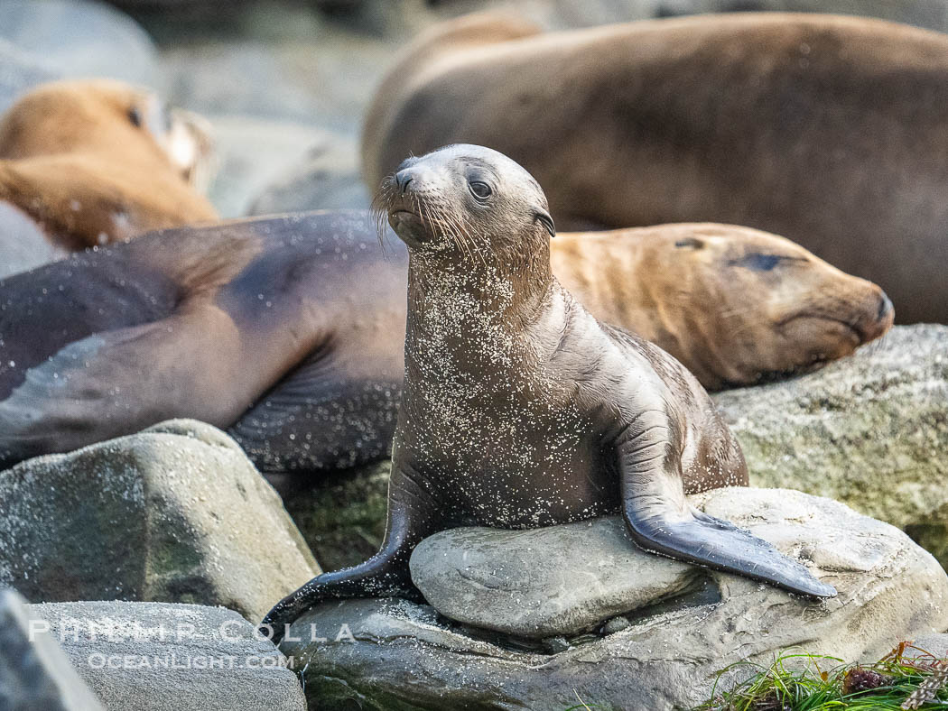 Young California sea lion at La Jolla Cove, Zalophus californianus., Zalophus californianus, natural history stock photograph, photo id 39519