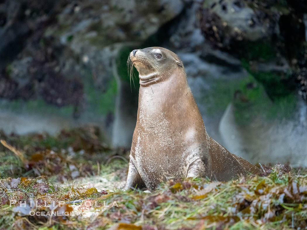 Young California sea lion at La Jolla Cove, Zalophus californianus. USA, natural history stock photograph, photo id 39525