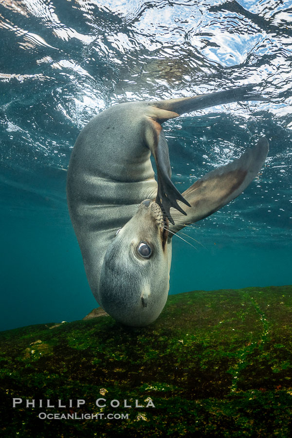 Cute young California Sea Lion playing with its own tail, Coronado Islands, Baja California, Mexico., Zalophus californianus, natural history stock photograph, photo id 36498