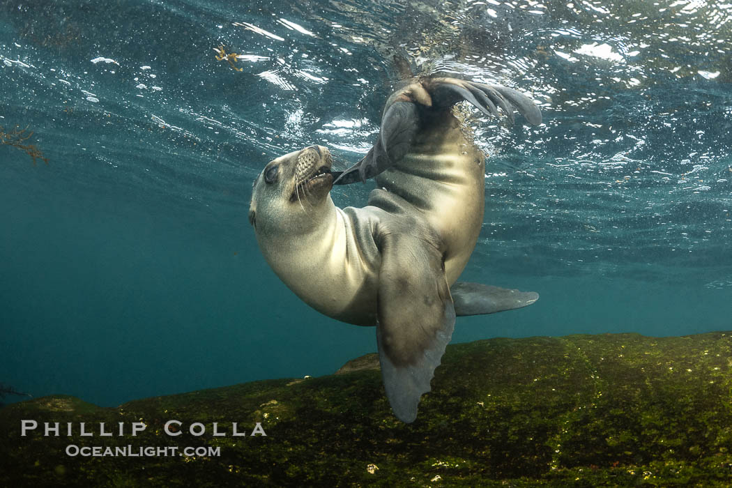 Cute young California Sea Lion playing with its own tail, Coronado Islands, Baja California, Mexico. Coronado Islands (Islas Coronado), Zalophus californianus, natural history stock photograph, photo id 36497