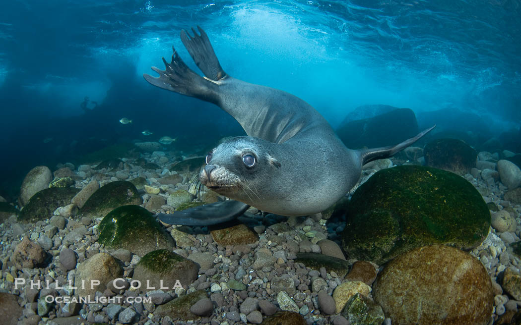 Young California Sea Lion Pup Looks at the Underwater Camera That Is Taking Its Photograph, in the Coronado Islands, Baja, Mexico. In this shallow cobblestone-strewn cove, sea lions often chase zebra perch two of which are seen in the background. Coronado Islands (Islas Coronado), Baja California, Zalophus californianus, natural history stock photograph, photo id 39962