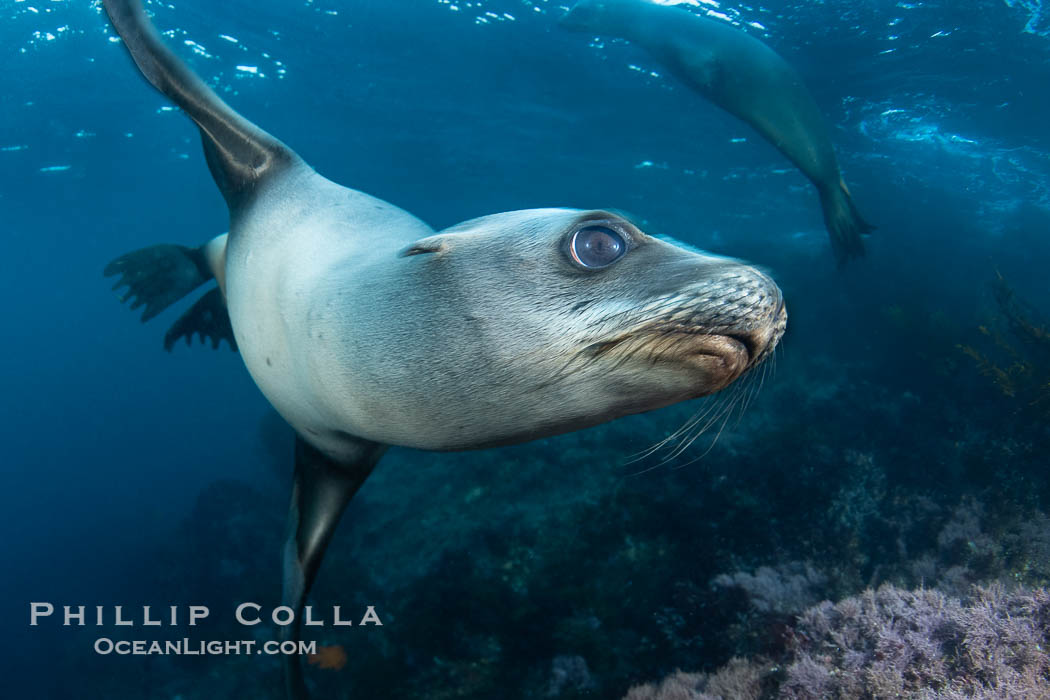 Young California Sea Lion Pup Looks at the Underwater Camera Taking Its Photograph., Zalophus californianus, natural history stock photograph, photo id 39974