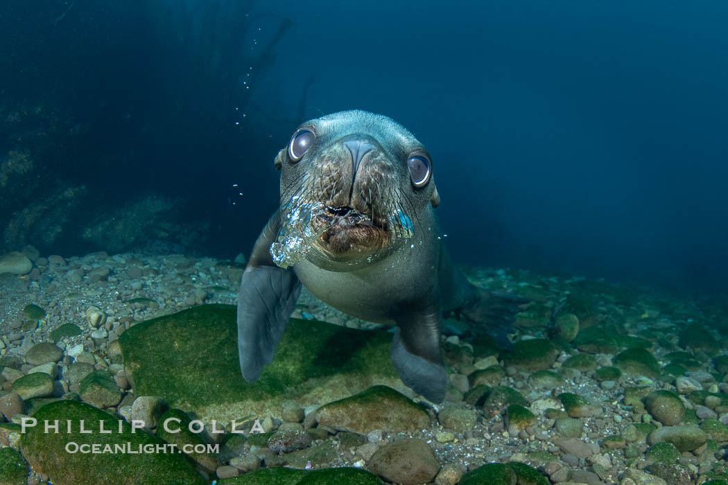 Young California Sea Lion Pup Looks at the Underwater Camera Taking Its Photograph, in the Coronado Islands, Baja, Mexico., Zalophus californianus, natural history stock photograph, photo id 39971