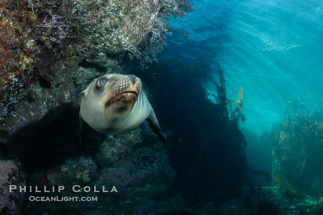 Young California Sea Lion Pup hovers along a rocky reef while early morning sunlight beams cut through the water behind it, in the Coronado Islands, Baja, Mexico, Zalophus californianus, Coronado Islands (Islas Coronado)