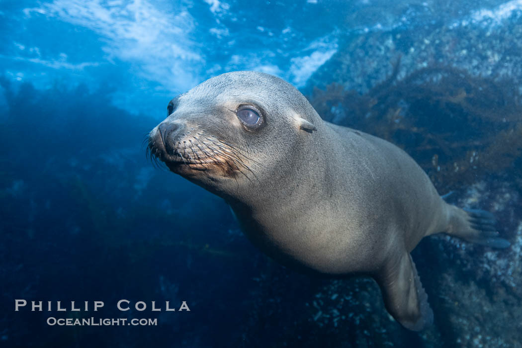 Young California Sea Lion Pup Looks at the Underwater Camera Taking Its Photograph, in the Coronado Islands, Baja, Mexico. Coronado Islands (Islas Coronado), Baja California, Zalophus californianus, natural history stock photograph, photo id 39983