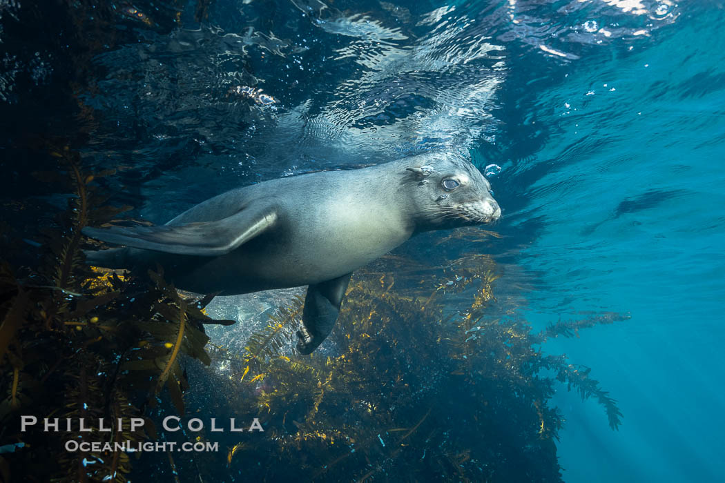 Young California Sea Lion Pup Looks at the Underwater Camera Taking Its Photograph, in the Coronado Islands, Baja, Mexico. Coronado Islands (Islas Coronado), Baja California, Zalophus californianus, natural history stock photograph, photo id 39969