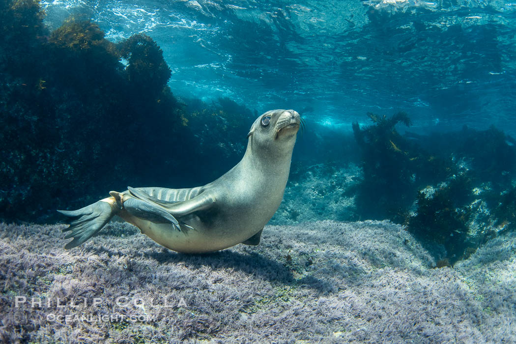 Young California Sea Lion Pup Looks at the Underwater Camera Taking Its Photograph. Coronado Islands (Islas Coronado), Baja California, Mexico, Zalophus californianus, natural history stock photograph, photo id 39973