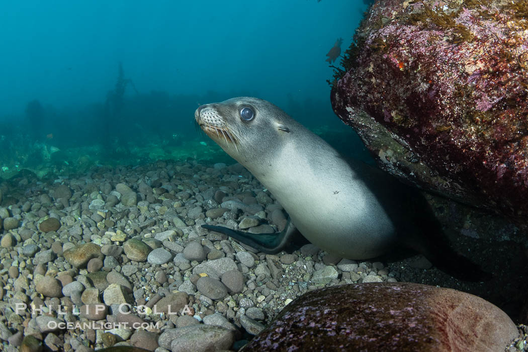 Young California Sea Lion Pup On the Cobblestone Patch, Looking at the Underwater Camera Taking Its Photograph, in the Coronado Islands, Baja, Mexico. Young sea lions will often play with the cobblestones seen here, lifting them into the water column before letting them sink back down, all the while keeping them just out of reach of the divers they are taunting, Zalophus californianus, Coronado Islands (Islas Coronado)