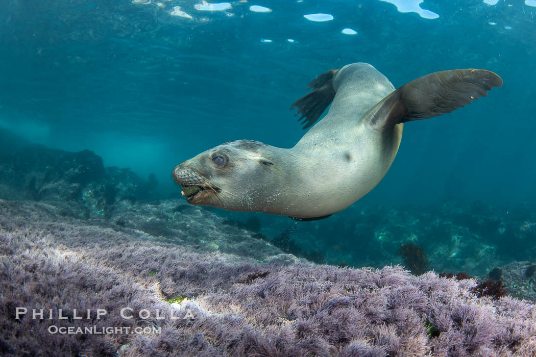 Young California sea lion pup playing with a stone underwater, Coronado Islands near San Diego, Baja California, Mexico, Zalophus californianus, Coronado Islands (Islas Coronado) Young California sea lion pup playing with a stone underwater, Coronado Islands near San Diego, Baja California, Mexico, Zalophus californianus, Coronado Islands (Islas Coronado)