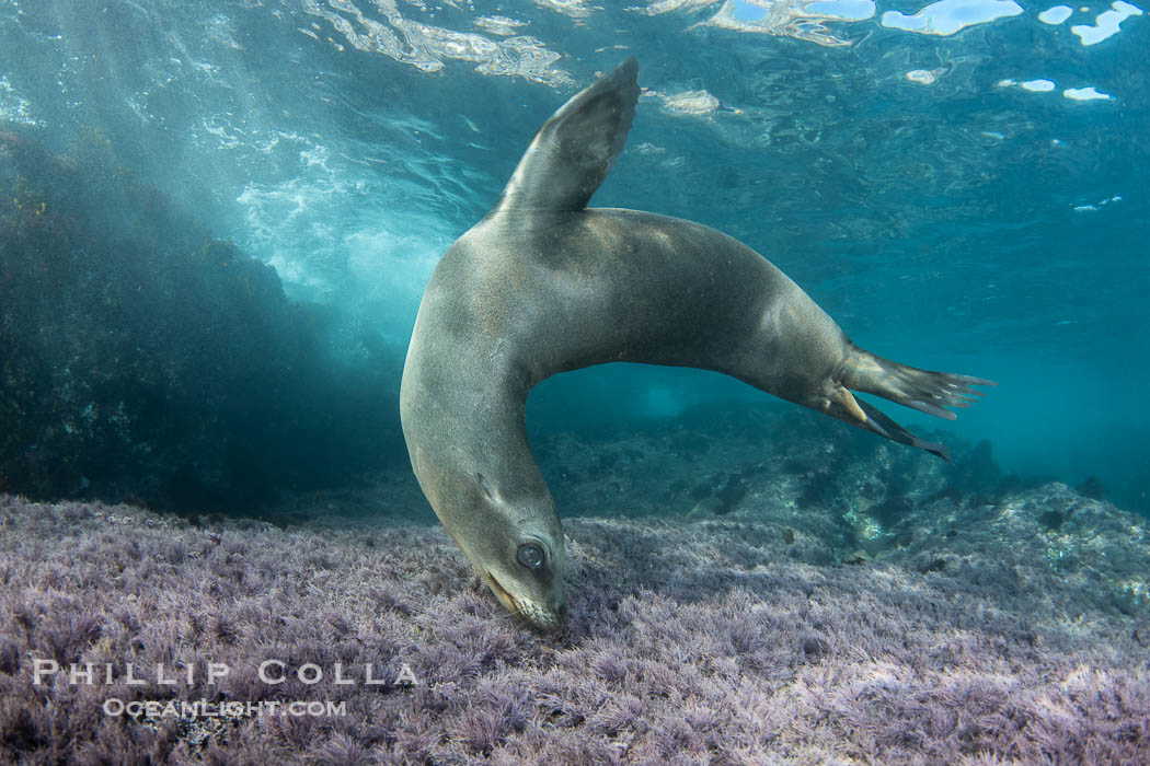 Young California sea lion pup swimming underwater, Coronado Islands near San Diego, Baja California, Mexico., Zalophus californianus, natural history stock photograph, photo id 40743