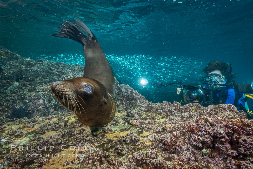 Young California sea lion pup underwater, Sea of Cortez. Baja California, Mexico, Zalophus californianus, natural history stock photograph, photo id 31238