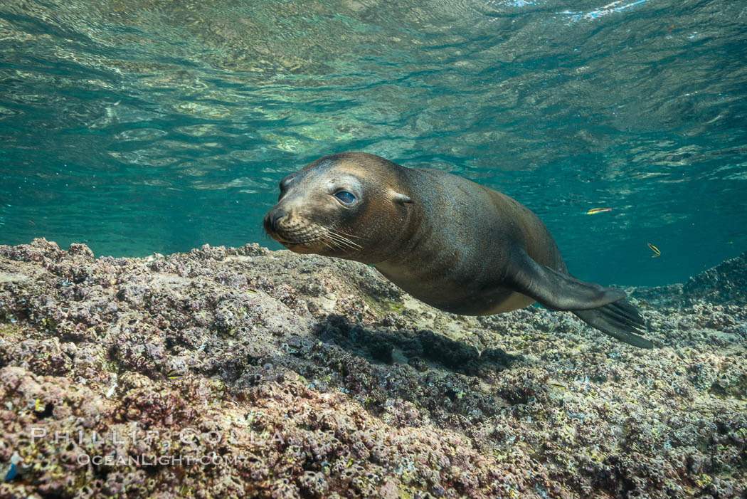 Young California sea lion pup underwater, Sea of Cortez. Baja California, Mexico, Zalophus californianus, natural history stock photograph, photo id 31290