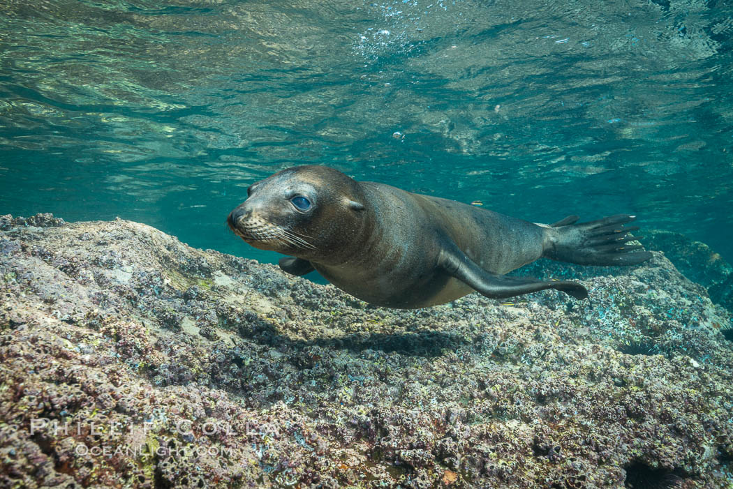 Young California sea lion pup underwater, Sea of Cortez. Baja California, Mexico, Zalophus californianus, natural history stock photograph, photo id 31212