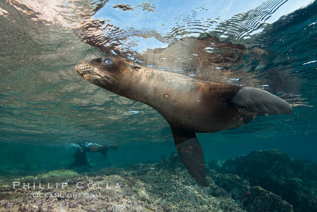 Young California sea lion pup underwater, Sea of Cortez. Baja California, Mexico, Zalophus californianus, natural history stock photograph, photo id 31224
