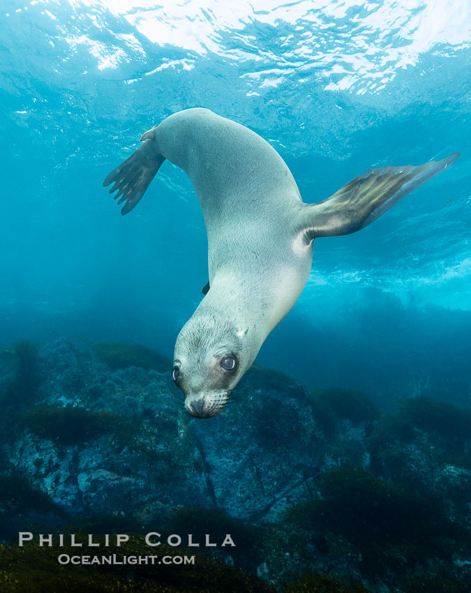 A young California sea lion pup hovers upside down, looking down curiously at the photographer below it, in the shallows of the sea lion colony at the Coronado Islands, Mexico. Coronado Islands (Islas Coronado), Baja California, Zalophus californianus, natural history stock photograph, photo id 39956