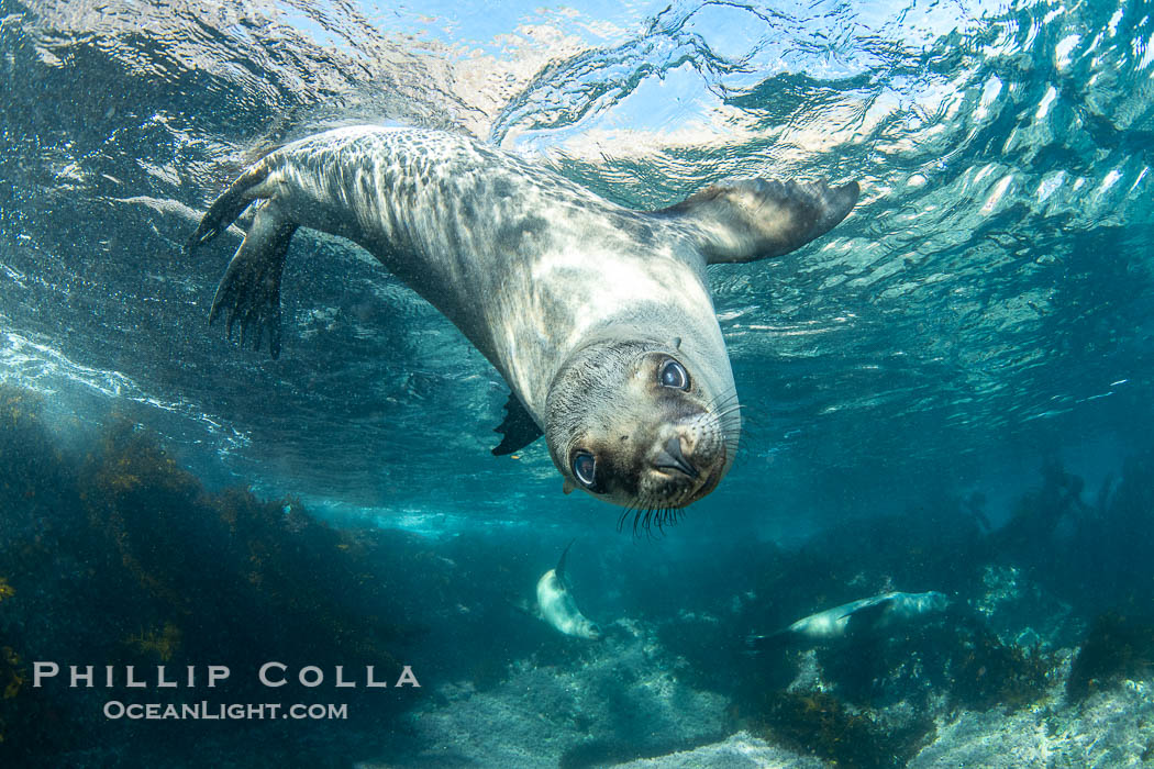 A young California sea lion pup hovers upside down, looking down curiously at the photographer below it, in the shallows of the sea lion colony at the Coronado Islands, Mexico. Coronado Islands (Islas Coronado), Baja California, Zalophus californianus, natural history stock photograph, photo id 39972