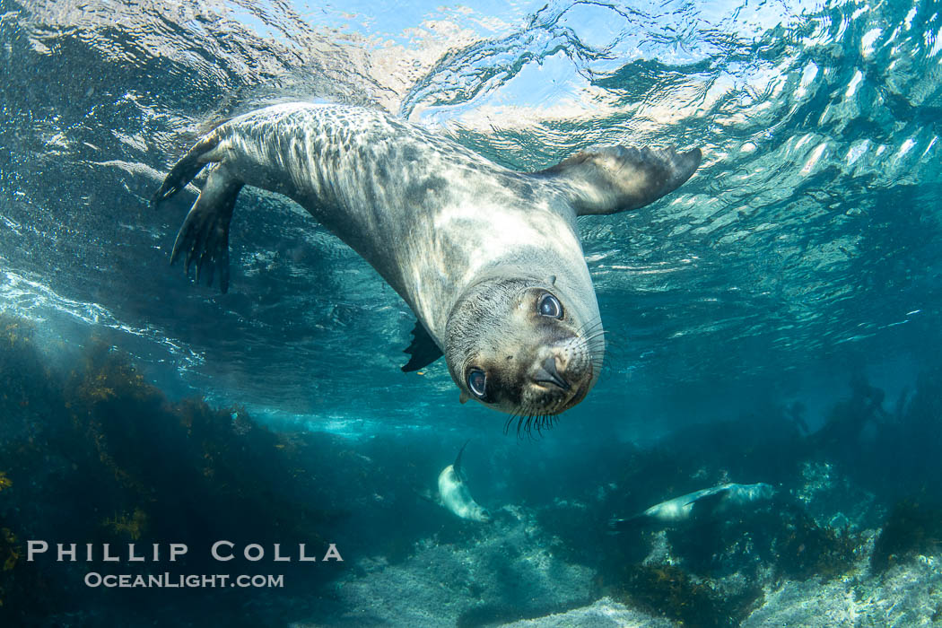 A young California sea lion pup hovers upside down, looking down curiously at the photographer below it, in the shallows of the sea lion colony at the Coronado Islands, Mexico. Coronado Islands (Islas Coronado), Baja California, Zalophus californianus, natural history stock photograph, photo id 39972