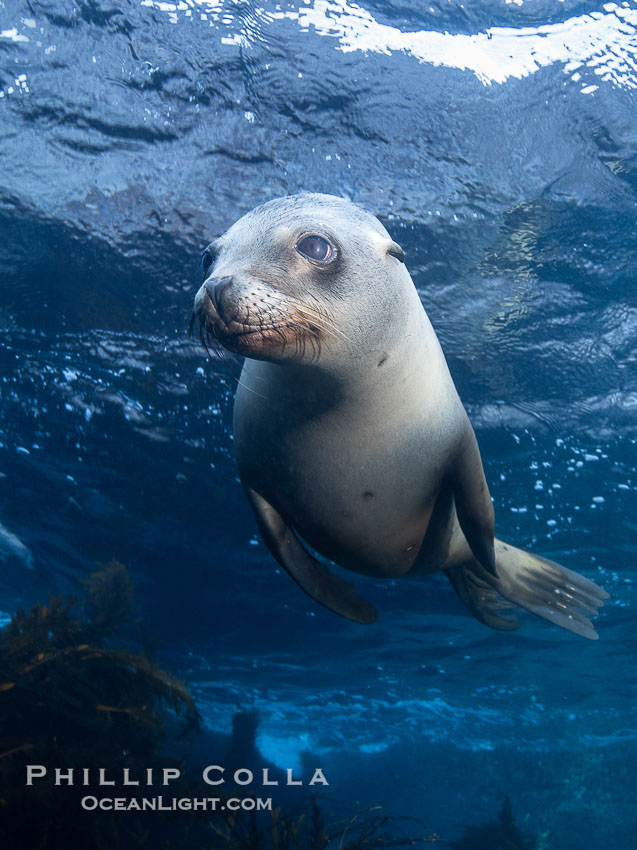 A young California sea lion pup hovers upside down, looking down curiously at the photographer below it, in the shallows of the sea lion colony at the Coronado Islands, Mexico. Coronado Islands (Islas Coronado), Baja California, Zalophus californianus, natural history stock photograph, photo id 39984