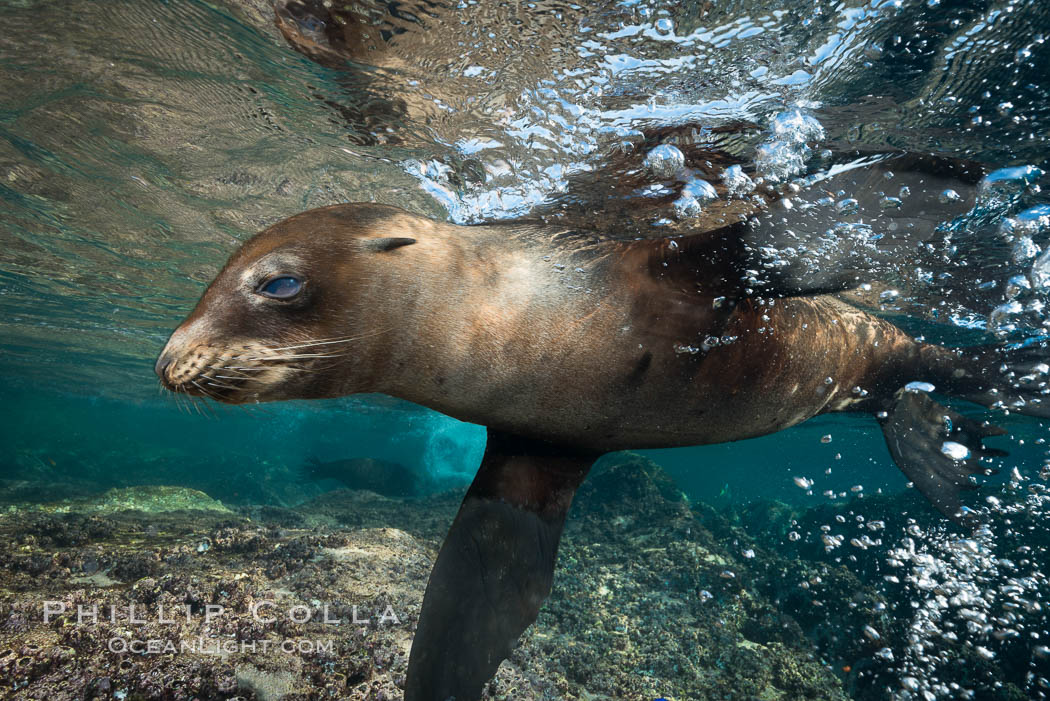 Young California sea lion pup underwater, Sea of Cortez. Baja California, Mexico, Zalophus californianus, natural history stock photograph, photo id 31215