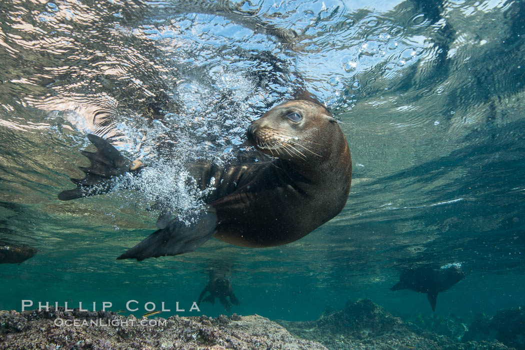 Young California sea lion pup underwater, Sea of Cortez. Baja California, Mexico, Zalophus californianus, natural history stock photograph, photo id 31223