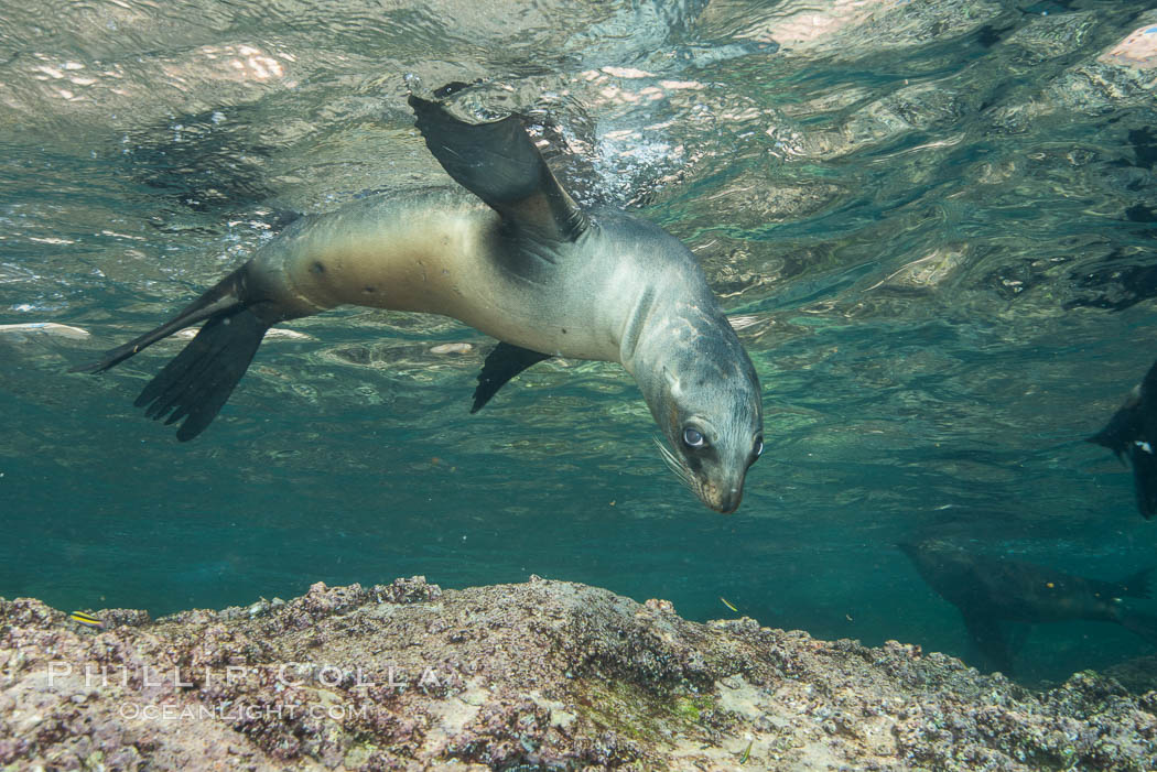 Young California sea lion pup underwater, Sea of Cortez. Baja California, Mexico, Zalophus californianus, natural history stock photograph, photo id 31291