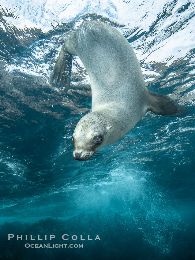 A young California sea lion pup hovers upside down, looking down curiously at the photographer below it, in the shallows of the sea lion colony at the Coronado Islands, Mexico, Zalophus californianus, Coronado Islands (Islas Coronado)