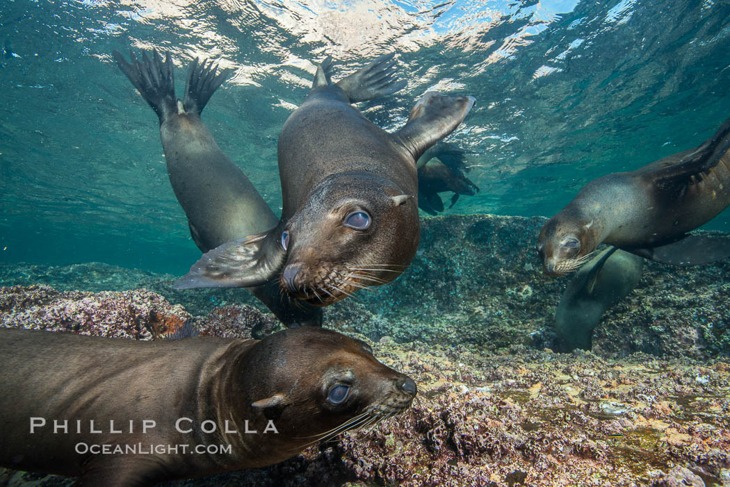 Young California sea lion pups underwater, Sea of Cortez, Mexico. Baja California, Zalophus californianus, natural history stock photograph, photo id 31237