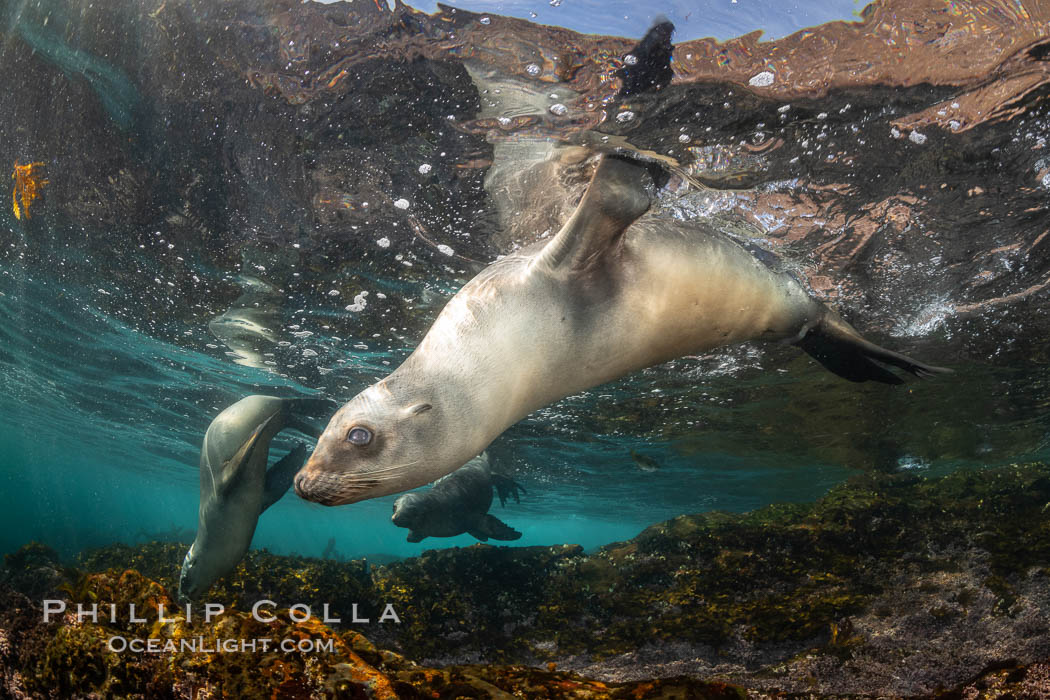 Portrait of a young California sea lion underwater, Coronados Islands, Baja California, Mexico. Coronado Islands (Islas Coronado), Zalophus californianus, natural history stock photograph, photo id 35862
