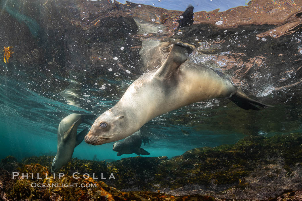 Portrait of a young California sea lion underwater, Coronados Islands, Baja California, Mexico, Zalophus californianus, Coronado Islands (Islas Coronado)