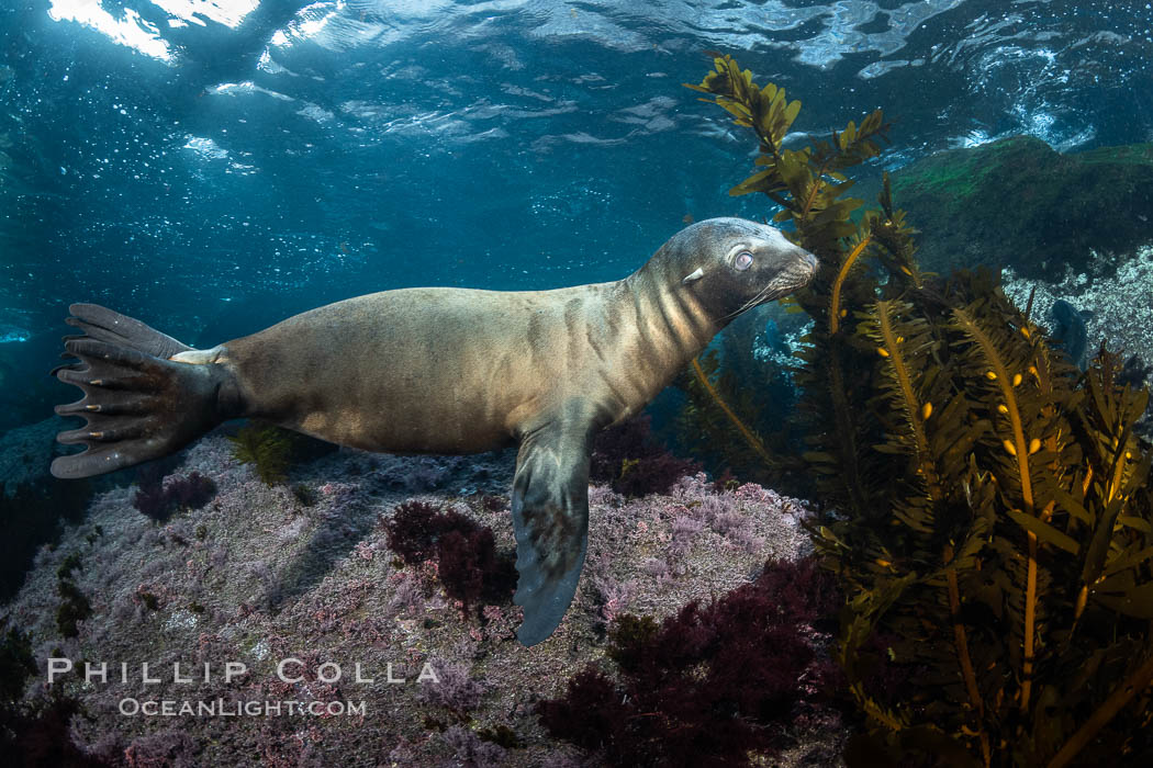 Portrait of a young California sea lion underwater, Coronados Islands, Baja California, Mexico. Coronado Islands (Islas Coronado), Zalophus californianus, natural history stock photograph, photo id 35866