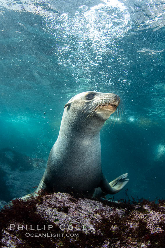 Portrait of a young California sea lion underwater, Coronados Islands, Baja California, Mexico. Coronado Islands (Islas Coronado), Zalophus californianus, natural history stock photograph, photo id 35870