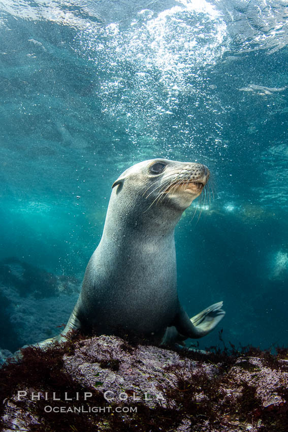 Portrait of a young California sea lion underwater, Coronados Islands, Baja California, Mexico, Zalophus californianus, Coronado Islands (Islas Coronado)