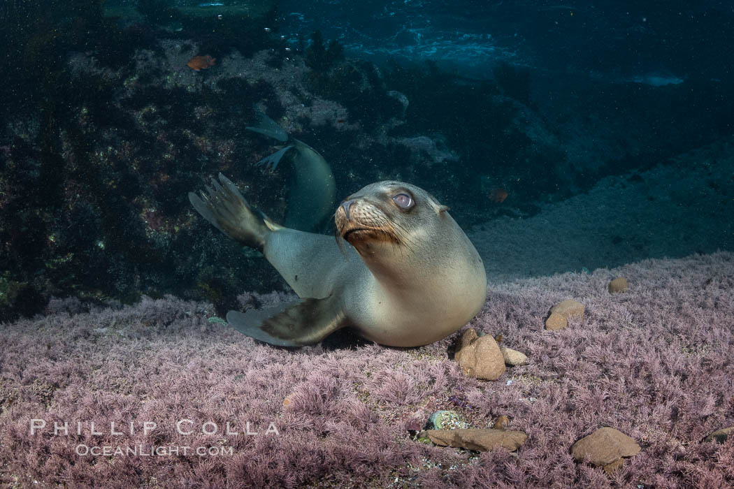 California sea lion playing with rocks underwater, Coronados Islands, Baja California, Mexico, Zalophus californianus, Coronado Islands (Islas Coronado)