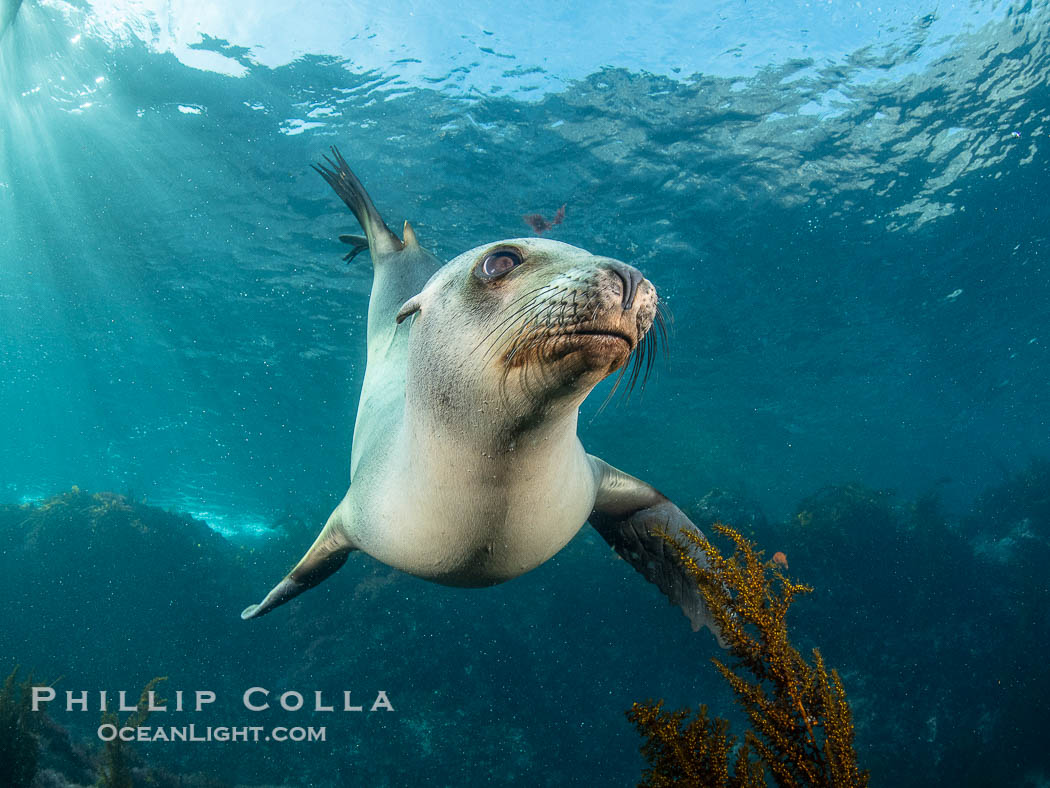 Portrait of a young California sea lion underwater, Coronados Islands, Baja California, Mexico., Zalophus californianus, natural history stock photograph, photo id 35882