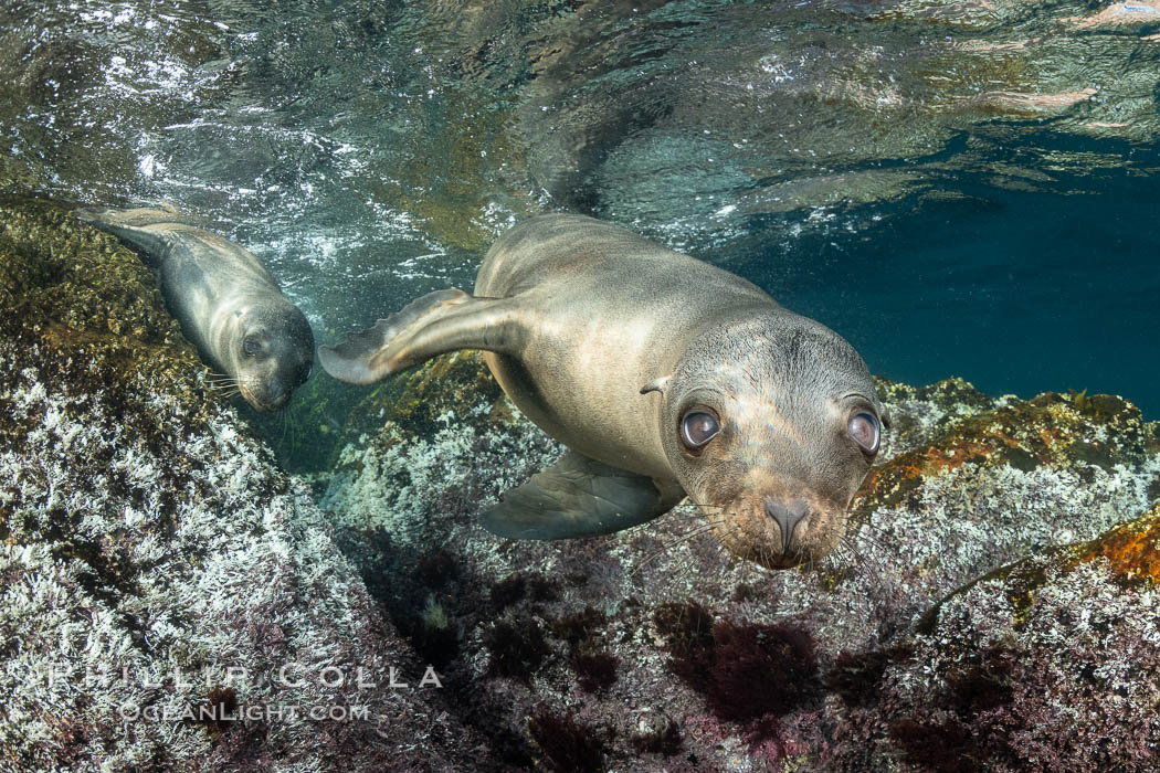 Portrait of a young California sea lion underwater, Coronados Islands, Baja California, Mexico. Coronado Islands (Islas Coronado), Zalophus californianus, natural history stock photograph, photo id 35886