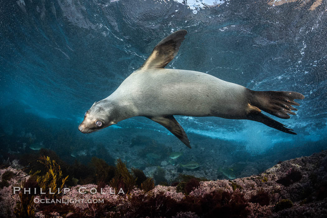 Portrait of a young California sea lion underwater, Coronados Islands, Baja California, Mexico. Coronado Islands (Islas Coronado), Zalophus californianus, natural history stock photograph, photo id 35860